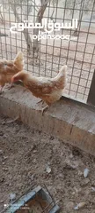  4 دجاج لوهمان
