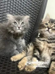  6 للبيع قطط عمر شهرين 2 سكوتش  1 بريتش 1 شانشيلا مكس بريتش