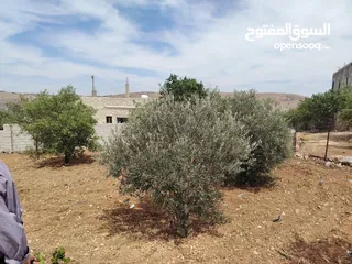  19 فرصه للشراء ارض مشجره جاهزه داخل التنظيم ومخدومه شارع معبد خدمات كامله ومطله
