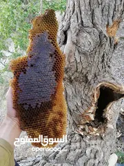  8 عسل طبيعي كردستان