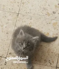  1 قطط سكوتش ستريت عمر 45 يوم