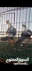  12 جوز فراخ اسطنابله  زرق وفرخ اسطنبولي احمر حبكين موجودات في الهاشمي الجنوبي