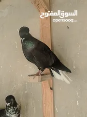  8 جواز و حبات