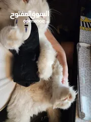  6 Cats for Adoption