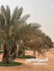  28 مزرعه جاهزة للبيع السعر نهائي