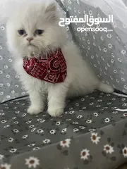  5 قطط للبيع الفوري