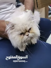  2 قط هيمالايا للبيع 60