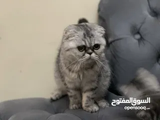  4 كتن سكوتش فولد و ستريت وام منتجه