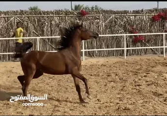  2 Arabic horse amazing