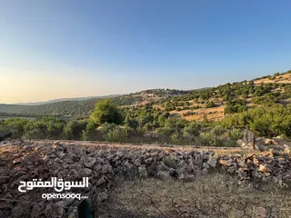  12 مزرعة في عجلون رأس منيف للبيع