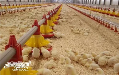  21 مستلزمات مزارع الدواجن الحديثة
