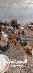  5 فرخات جاج بلدي