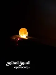  1 عقيق احمر حبتين