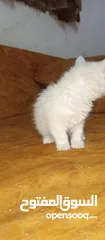  3 قطة انثى للبيع بسعر رمزي