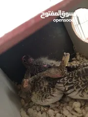  2 لعشاق الزق اليدوي