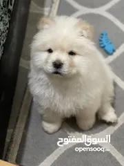  2 Mâle chow chow