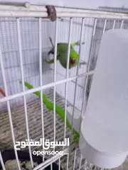  2 مخاليف فيشر وكوكتيل زق جوز دره