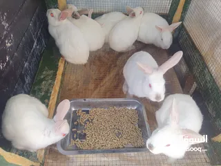  11 أرانب للبيع المستعجل رجاءا أقرء الوصف