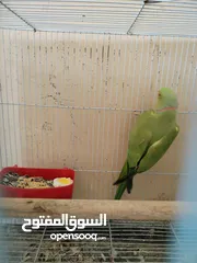  3 جوز ببغاء الدرة الهندي شاهد الفديو،كوكتيل روز فيشر كاسكو حب جنة كناري حسون امازوني فراخ
