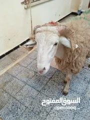  2 بسم الله الرحمن الرحيم ((كل عام وانتم بالف خير))