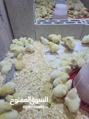  1 صوص لاحم / تسمين موجود اسبوعيا