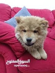  8 تشاو تشاو عدد 3 للبيع