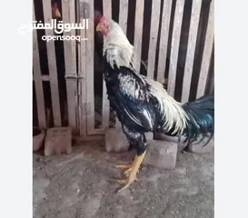  3 ديوك هندي بيور