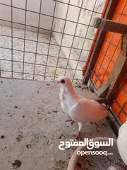  6 جوز بولنديات زائد طيره جوز شغالات والطيره شغاله مطلوب فيهم 45 دينار موجودات بجبل الجوفه