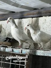  8 فراخ للبيع