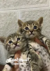  6 قطط صغيرة / kittens