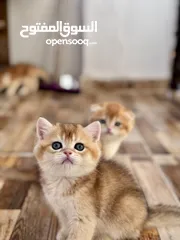  3 كيتن جولدن بيور