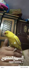  2 ببغاء كرياكي