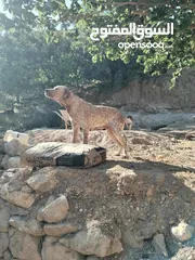  2 حاجات حلوه