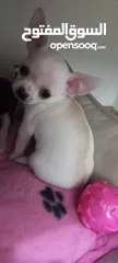  3 Chihuahuas