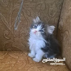  7 تواصل واتساب " قطط بيرشن وهملايا "