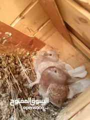  25 حمام للبيع في الزرقاء العالوك بجانب بقالة الصقر التواصل عبر الواتس اب