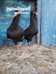  3 جوز مساويد