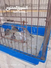  3 موجود عاصفير جنه شغال للبيع