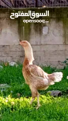  3 بيض  لتفقيس سعر لبيضه على 30شيكل