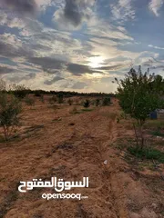  17 مزرعه 2 هكتار بمدينة الزاويه بسعر مناقس