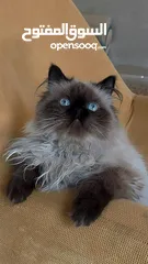  7 بسه هملايا للبيع صحه ممتازه ماشالله