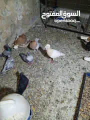  9 حمام زق شي فاخر من الاخر جواز كل جوز بسعره وفي فراخ  جواز مكفوله