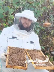  7 نحل للبيع خلايا نحل للبيع