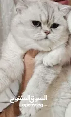  1 كتن بيور ذكر وانثى عمر شهرين
