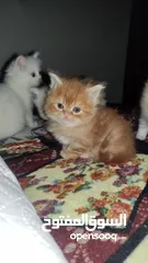 6 قطط شيرازي هيمالايا