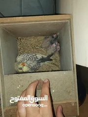  1 جوز كوكتيل