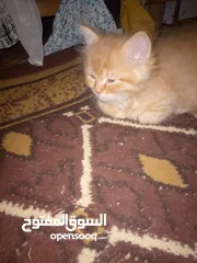 7 قطط للبيع  سكوتش فولد