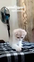  4 ذكر جولدن cy12من عائله مسجله ومستورده