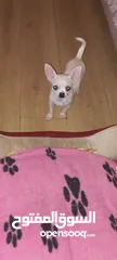  2 Chihuahua puppies
