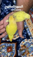  4 African Love bird one month old baby’s Cocktail breeding pair and budgies available